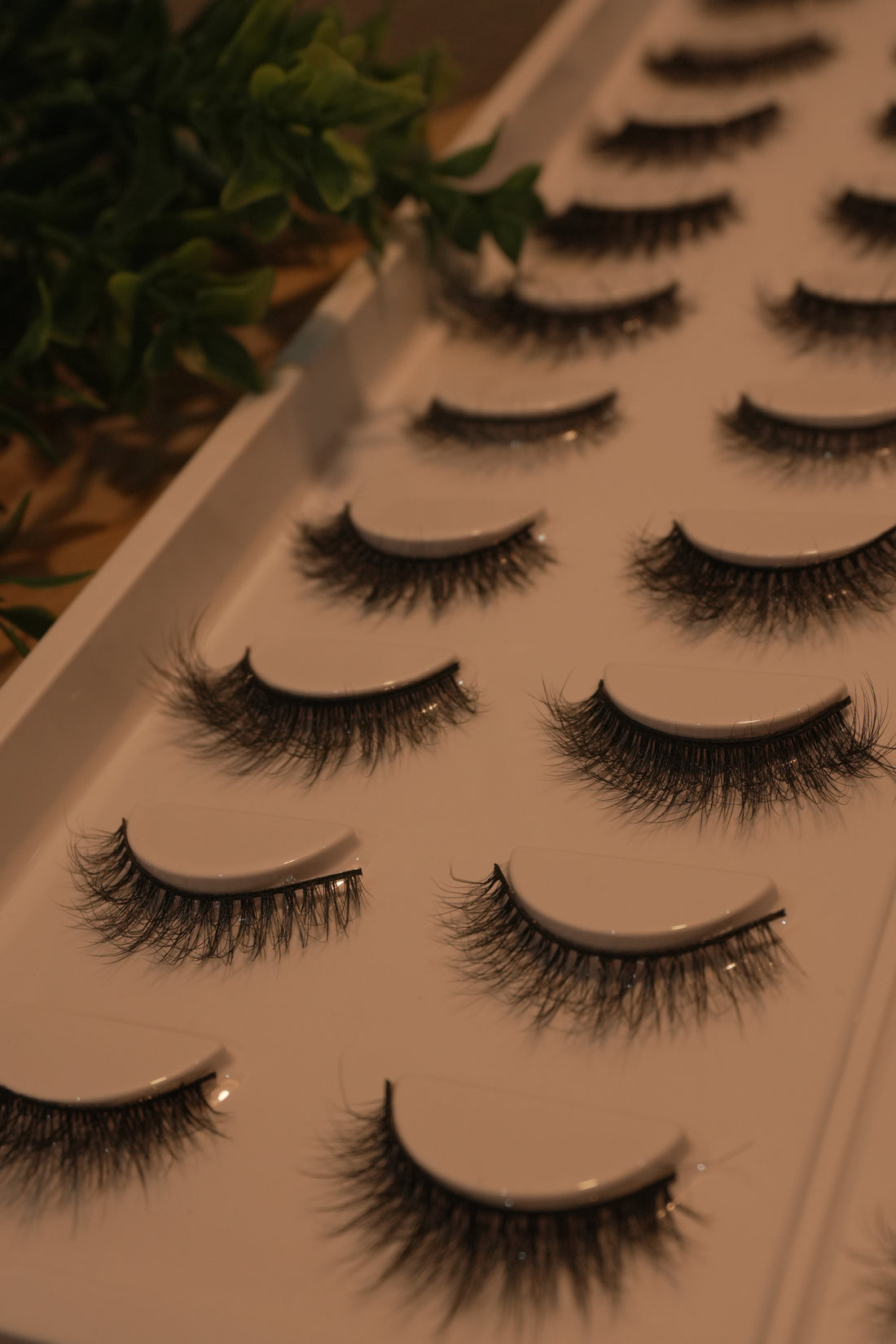 Iris Wonder Mix || 20 Different Styles Per Tray